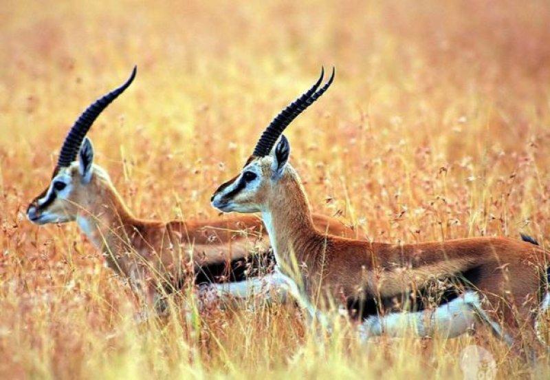 Hayvanlar aleminin en güzel ve en ilginç boynuzluları 