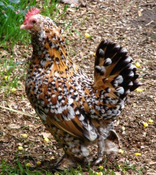 En ilginç tavuk ve horoz türleri