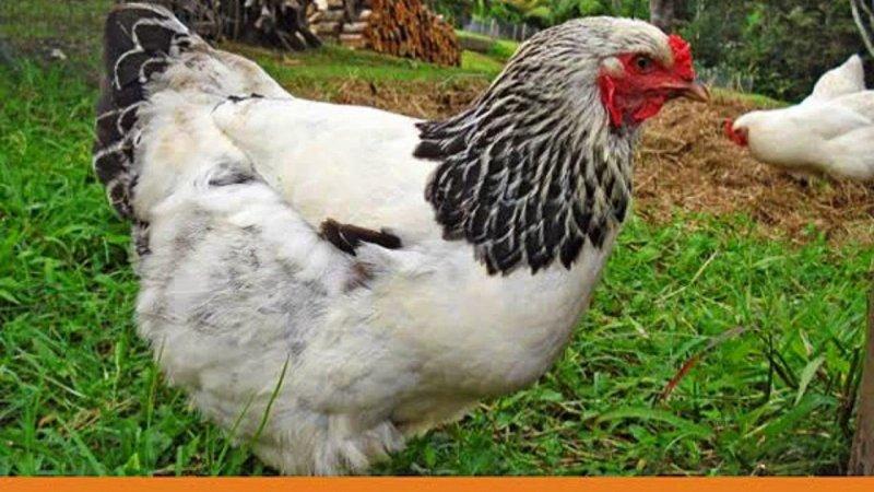 En ilginç tavuk ve horoz türleri