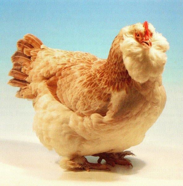 En ilginç tavuk ve horoz türleri