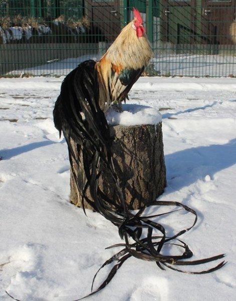 En ilginç tavuk ve horoz türleri