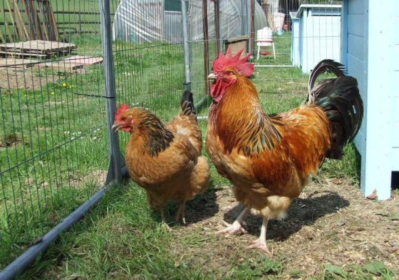 En ilginç tavuk ve horoz türleri