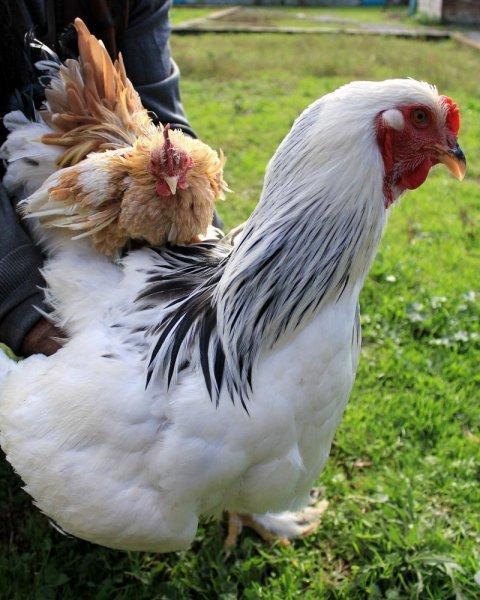 En ilginç tavuk ve horoz türleri