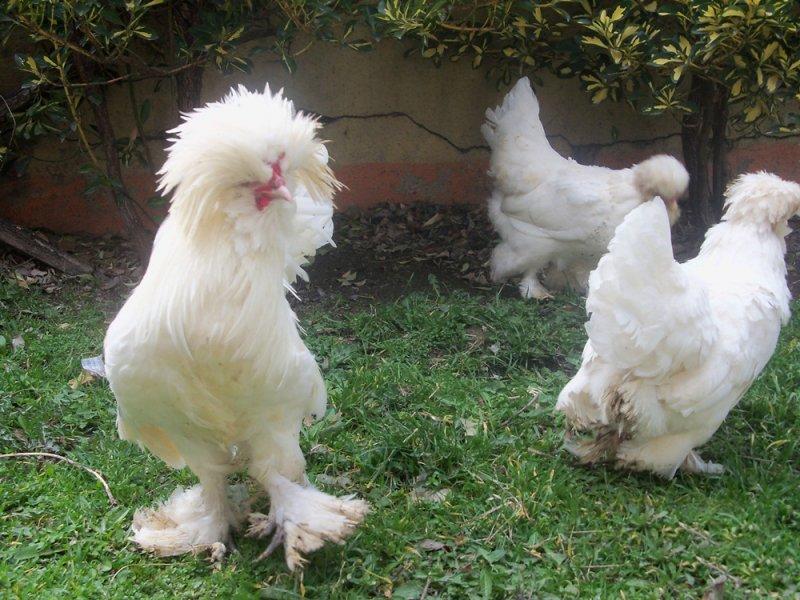 En ilginç tavuk ve horoz türleri