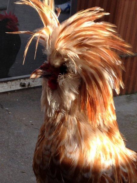 En ilginç tavuk ve horoz türleri