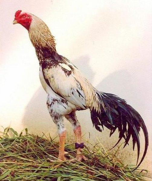 En ilginç tavuk ve horoz türleri