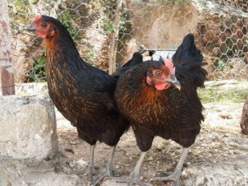 En ilginç tavuk ve horoz türleri