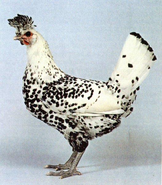 En ilginç tavuk ve horoz türleri