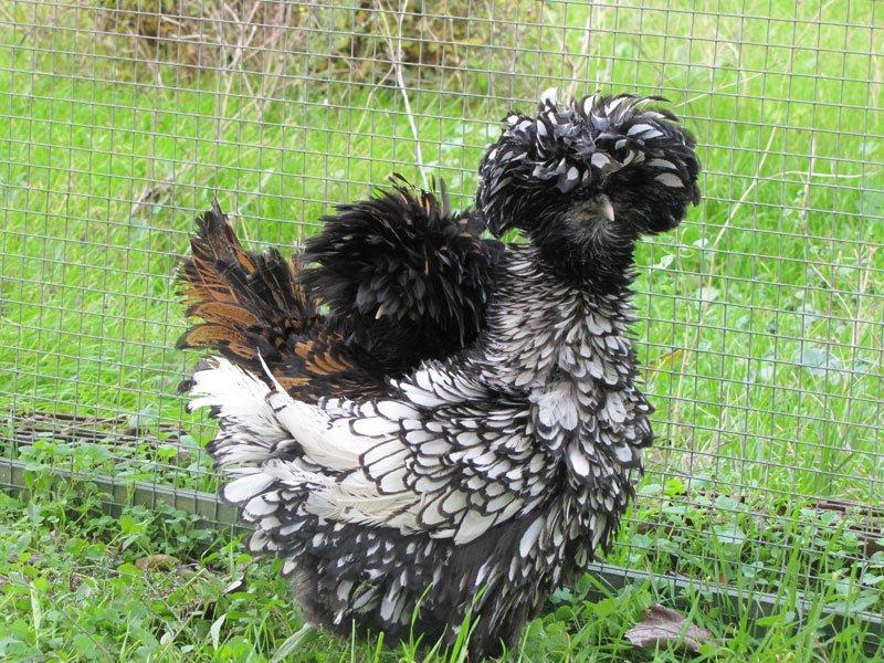 En ilginç tavuk ve horoz türleri