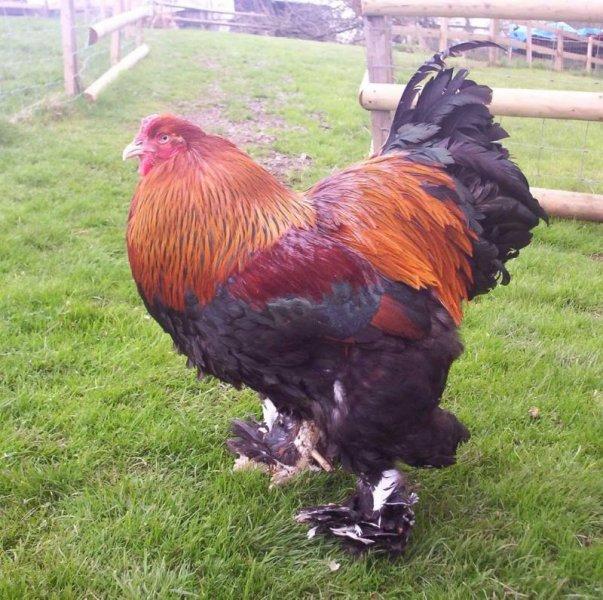 En ilginç tavuk ve horoz türleri