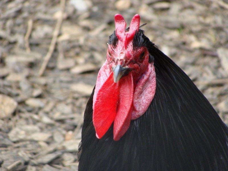 En ilginç tavuk ve horoz türleri