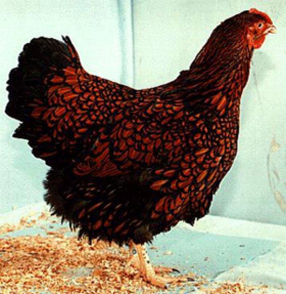 En ilginç tavuk ve horoz türleri