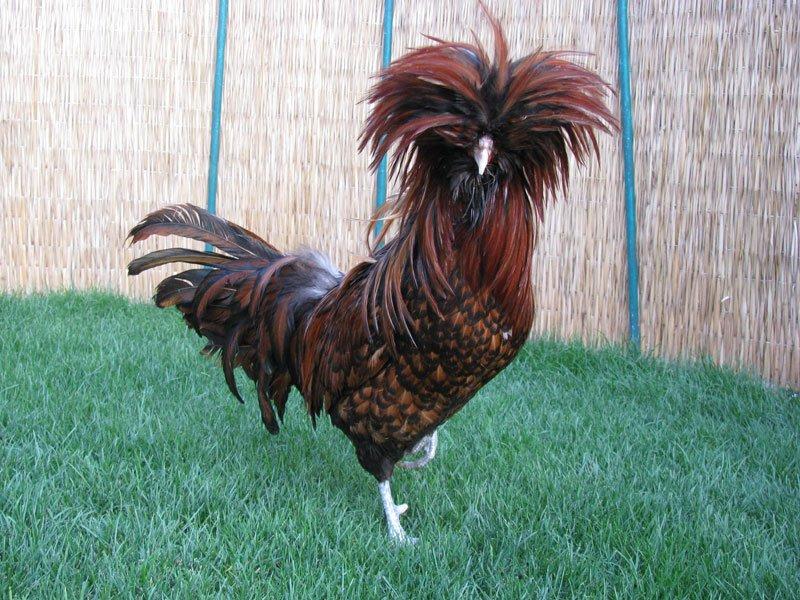 En ilginç tavuk ve horoz türleri