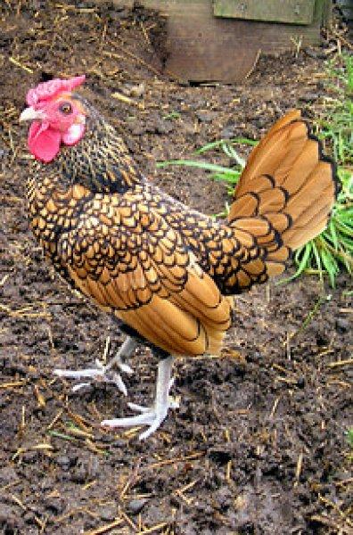 En ilginç tavuk ve horoz türleri