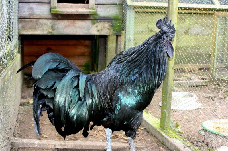 En ilginç tavuk ve horoz türleri