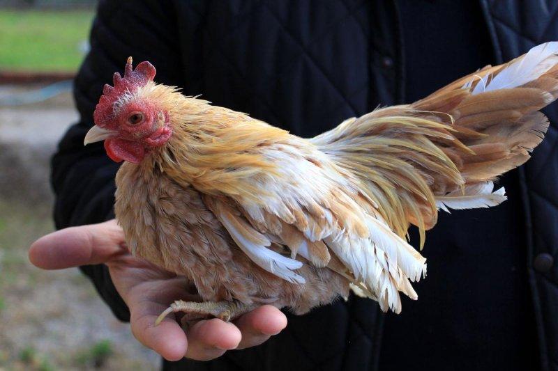 En ilginç tavuk ve horoz türleri