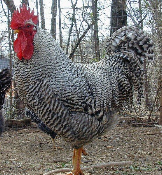 En ilginç tavuk ve horoz türleri