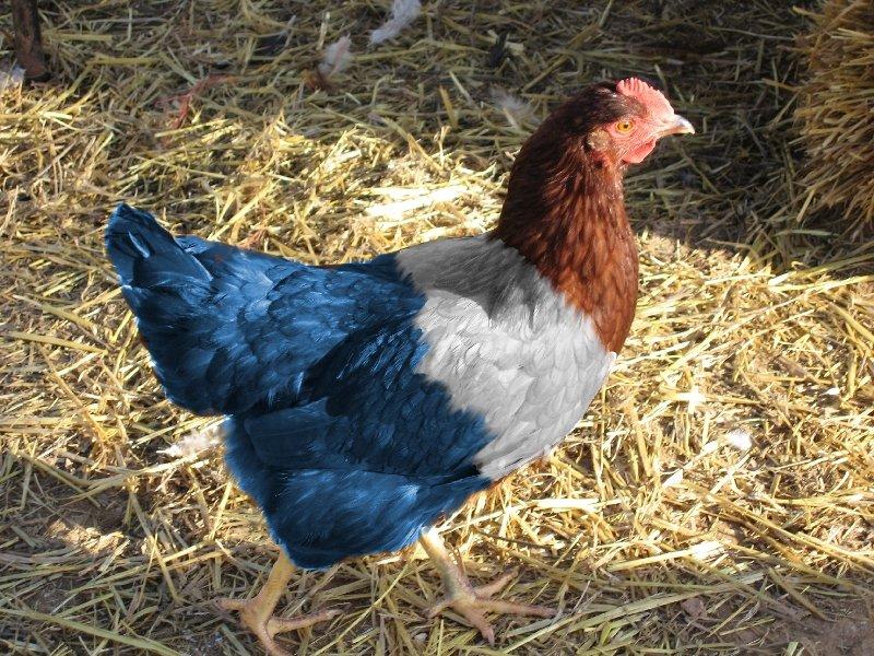 En ilginç tavuk ve horoz türleri