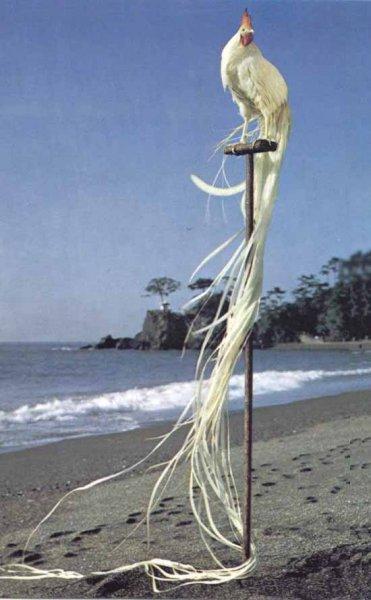 En ilginç tavuk ve horoz türleri