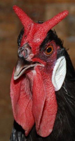 En ilginç tavuk ve horoz türleri