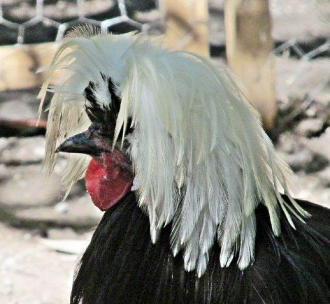 En ilginç tavuk ve horoz türleri