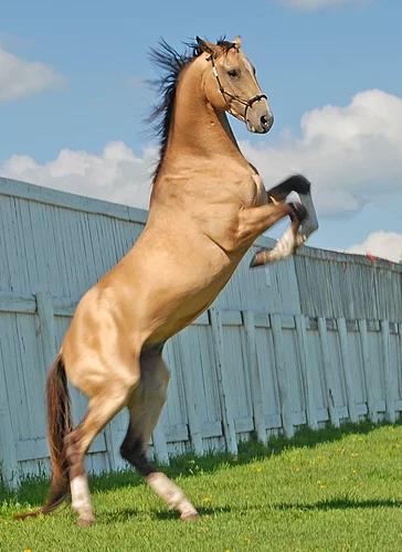 Dünyanın en güzel at cinsi: Ahal Teke