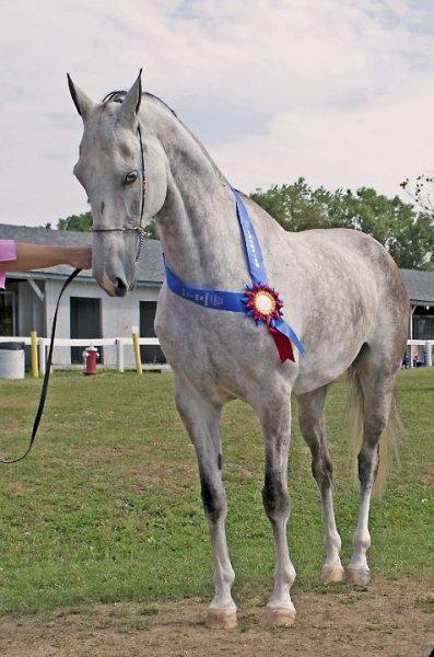 Dünyanın en güzel at cinsi: Ahal Teke