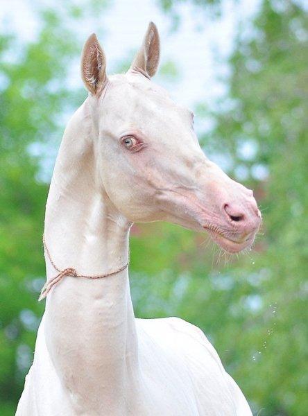Dünyanın en güzel at cinsi: Ahal Teke
