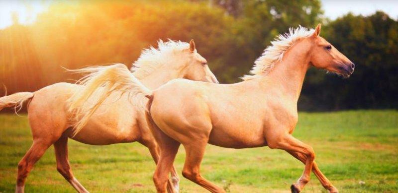 Dünyanın en güzel at cinsi: Ahal Teke