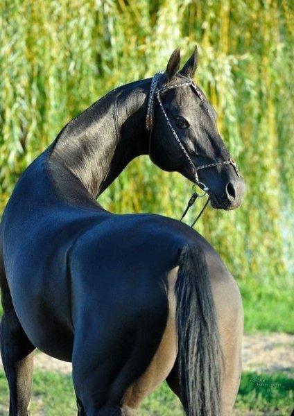 Dünyanın en güzel at cinsi: Ahal Teke