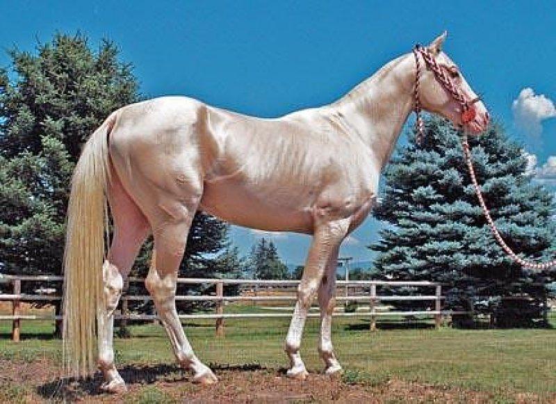 Dünyanın en güzel at cinsi: Ahal Teke