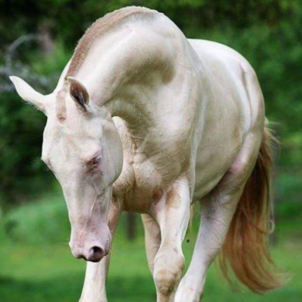 Dünyanın en güzel at cinsi: Ahal Teke