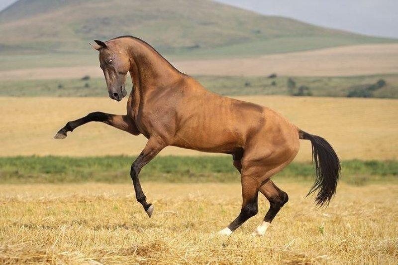 Dünyanın en güzel at cinsi: Ahal Teke