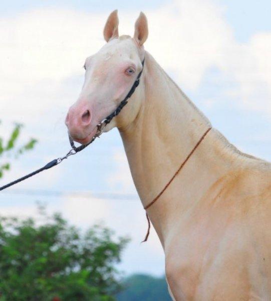 Dünyanın en güzel at cinsi: Ahal Teke