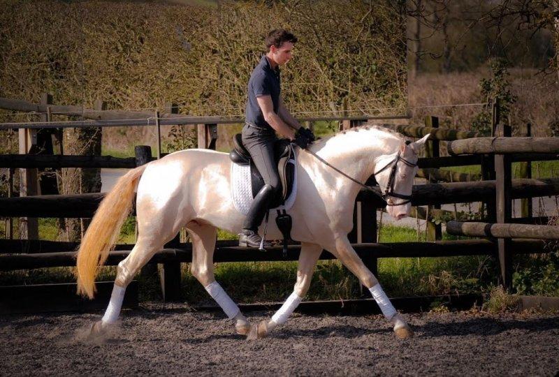 Dünyanın en güzel at cinsi: Ahal Teke