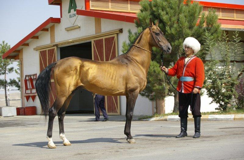 Dünyanın en güzel at cinsi: Ahal Teke