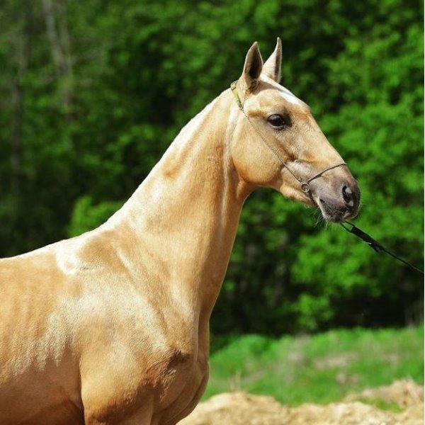 Dünyanın en güzel at cinsi: Ahal Teke