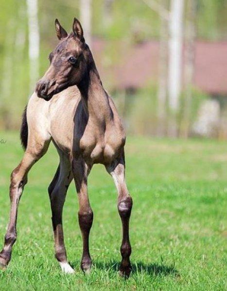 Dünyanın en güzel at cinsi: Ahal Teke