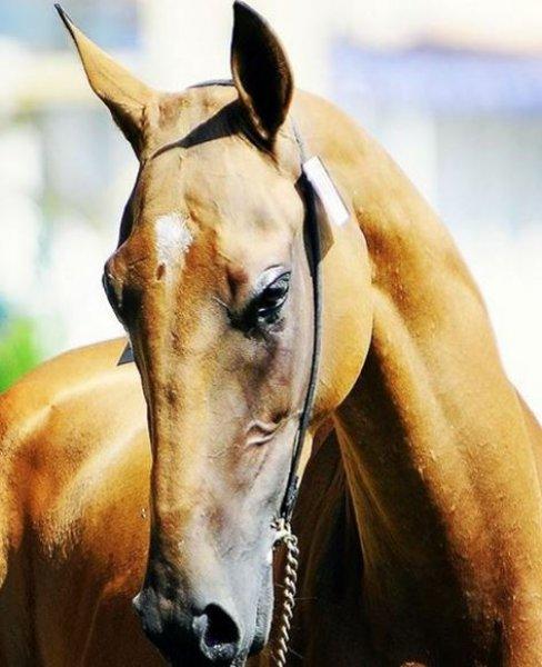 Dünyanın en güzel at cinsi: Ahal Teke