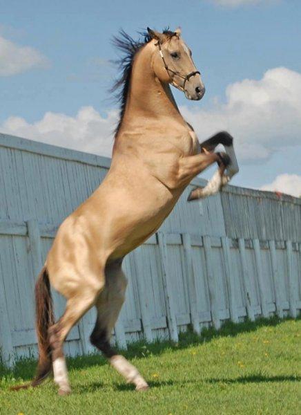 Dünyanın en güzel at cinsi: Ahal Teke