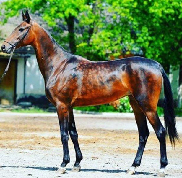 Dünyanın en güzel at cinsi: Ahal Teke