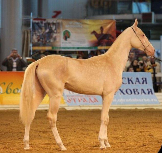 Dünyanın en güzel at cinsi: Ahal Teke