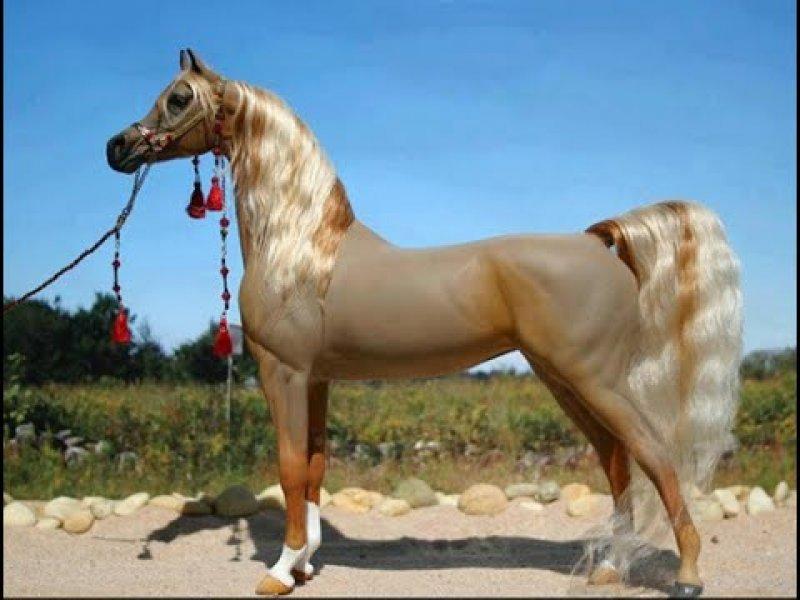Dünyanın en güzel at cinsi: Ahal Teke