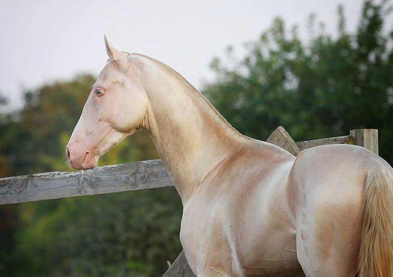 Dünyanın en güzel at cinsi: Ahal Teke