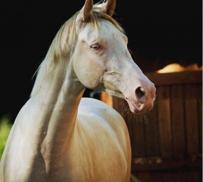 Dünyanın en güzel at cinsi: Ahal Teke