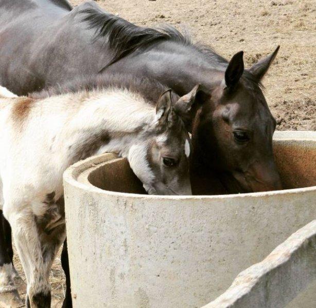 Dünyanın en güzel at cinsi: Ahal Teke