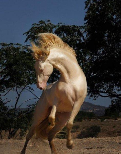 Dünyanın en güzel at cinsi: Ahal Teke