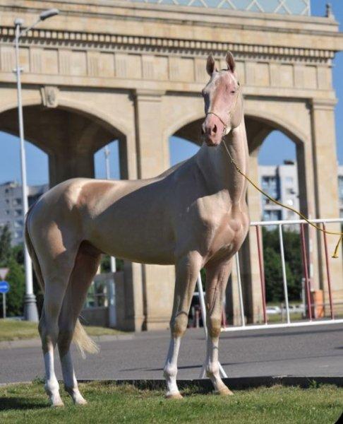 Dünyanın en güzel at cinsi: Ahal Teke