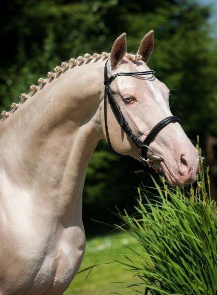 Dünyanın en güzel at cinsi: Ahal Teke