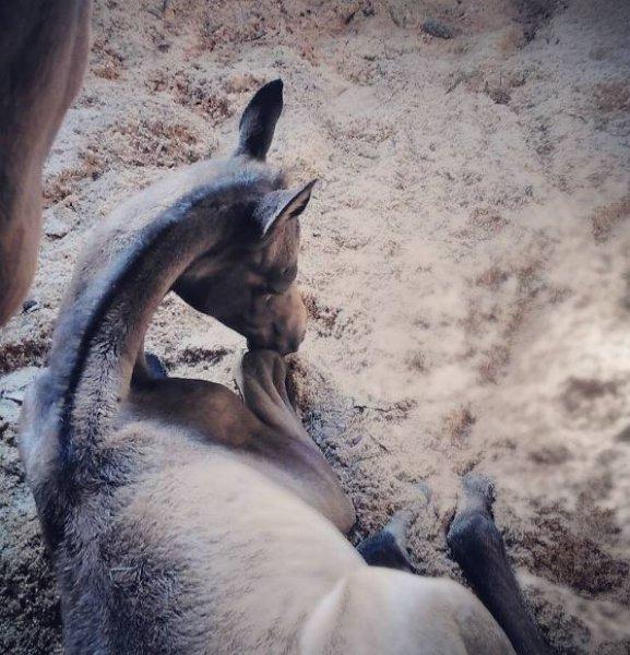 Dünyanın en güzel at cinsi: Ahal Teke